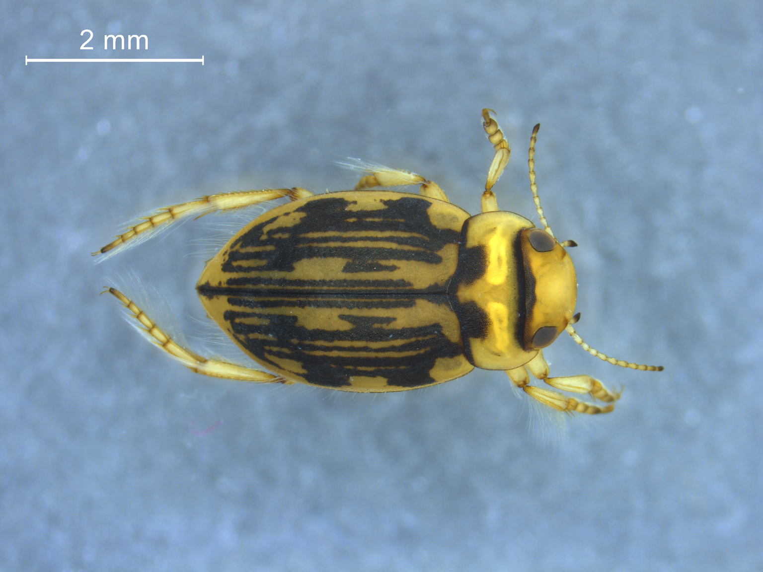 Nebrioporus depressus